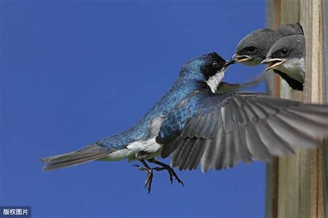 燕子成群飛